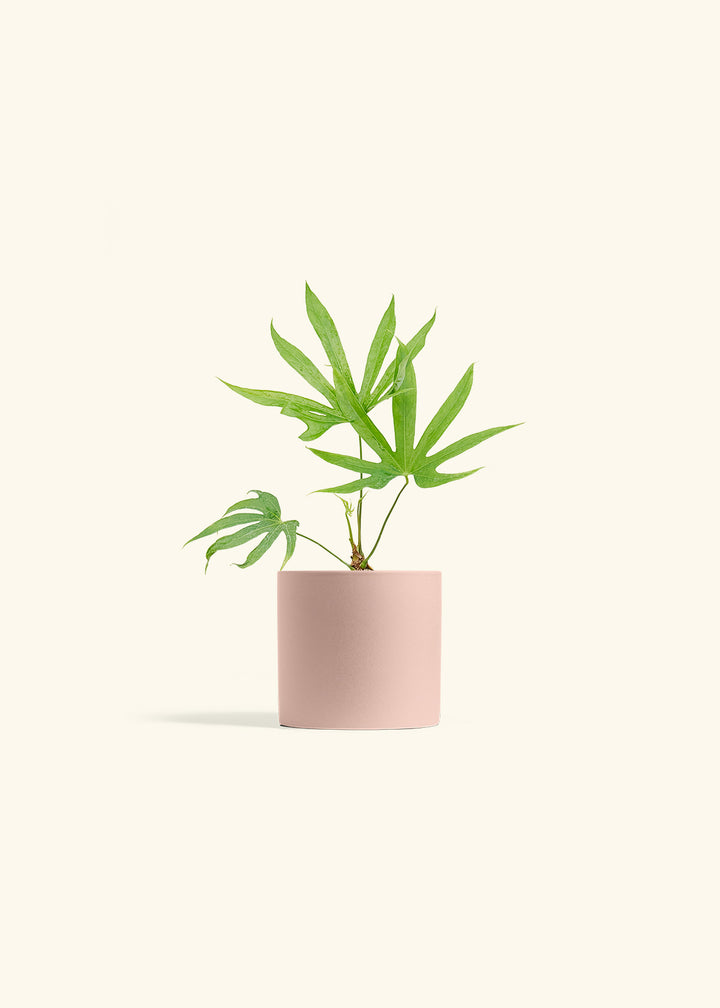 Anthurium Fingers in a 4 inches Pink Classic Cylinder Planter 