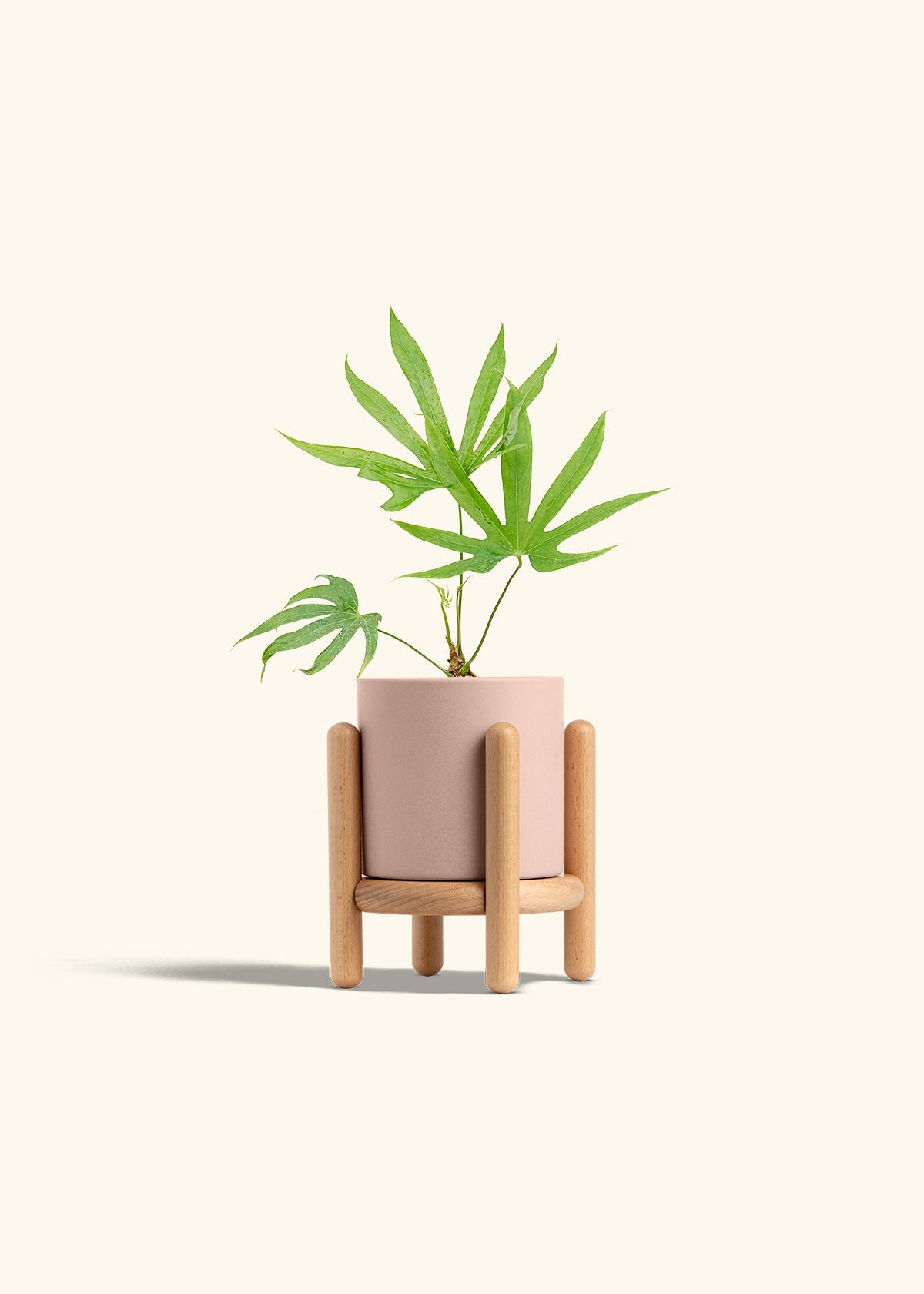 Anthurium Fingers in a 4 inches Pink Classic Cylinder Planter in a Beech Wood Stand