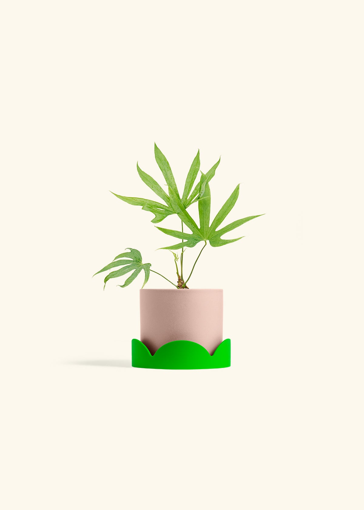 Anthurium Fingers in a 4 inches Pink Classic Cylinder Planter in a Shamrock Petal Drip Tray