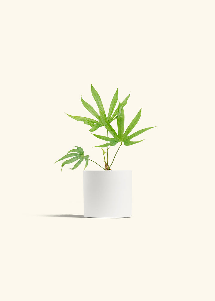 Anthurium Fingers in a 4 inches White Classic Cylinder Planter 