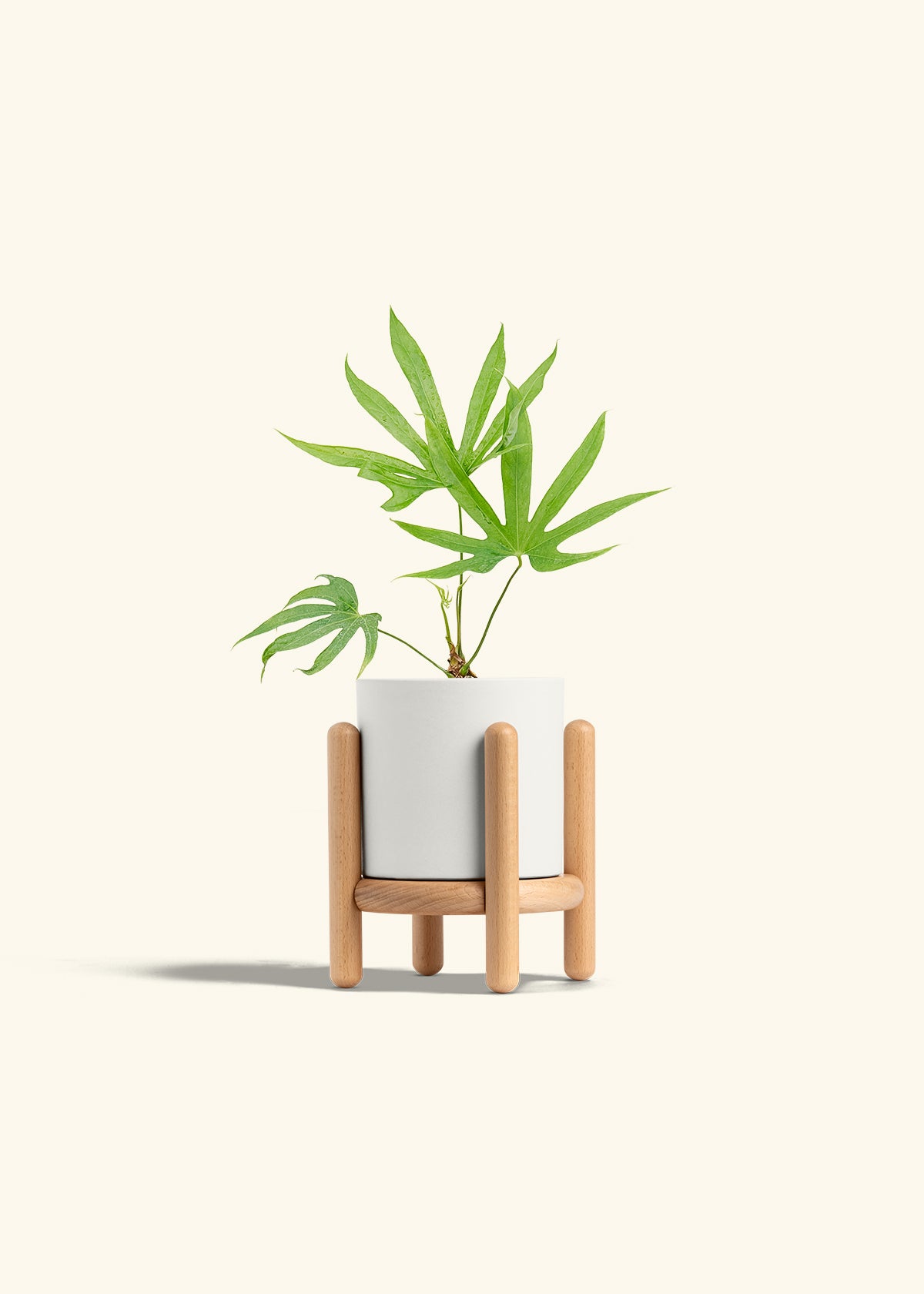 Anthurium Fingers in a 4 inches White Classic Cylinder Planter in a Beech Wood Stand