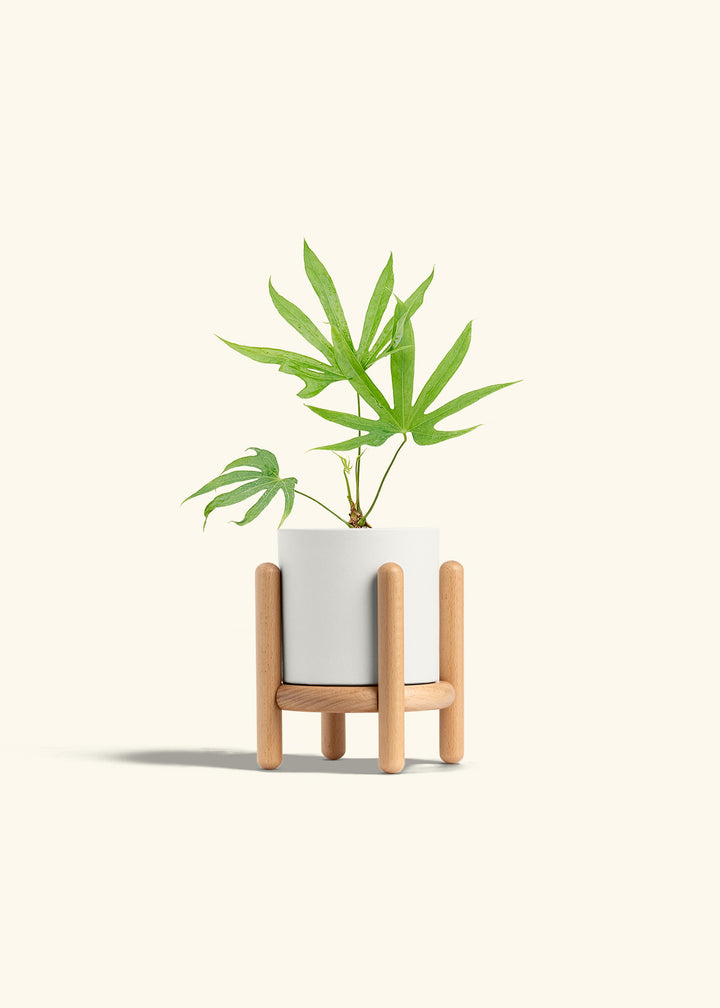 Anthurium Fingers in a 4 inches White Classic Cylinder Planter in a Beech Wood Stand