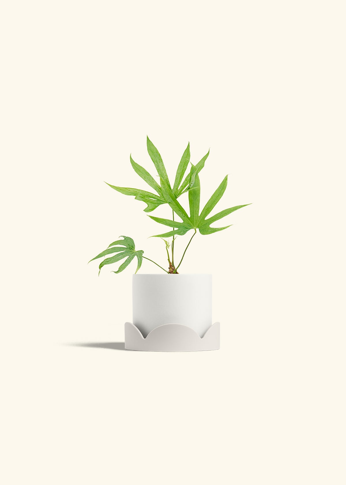 Anthurium Fingers in a 4 inches White Classic Cylinder Planter in a Oat Petal Drip Tray
