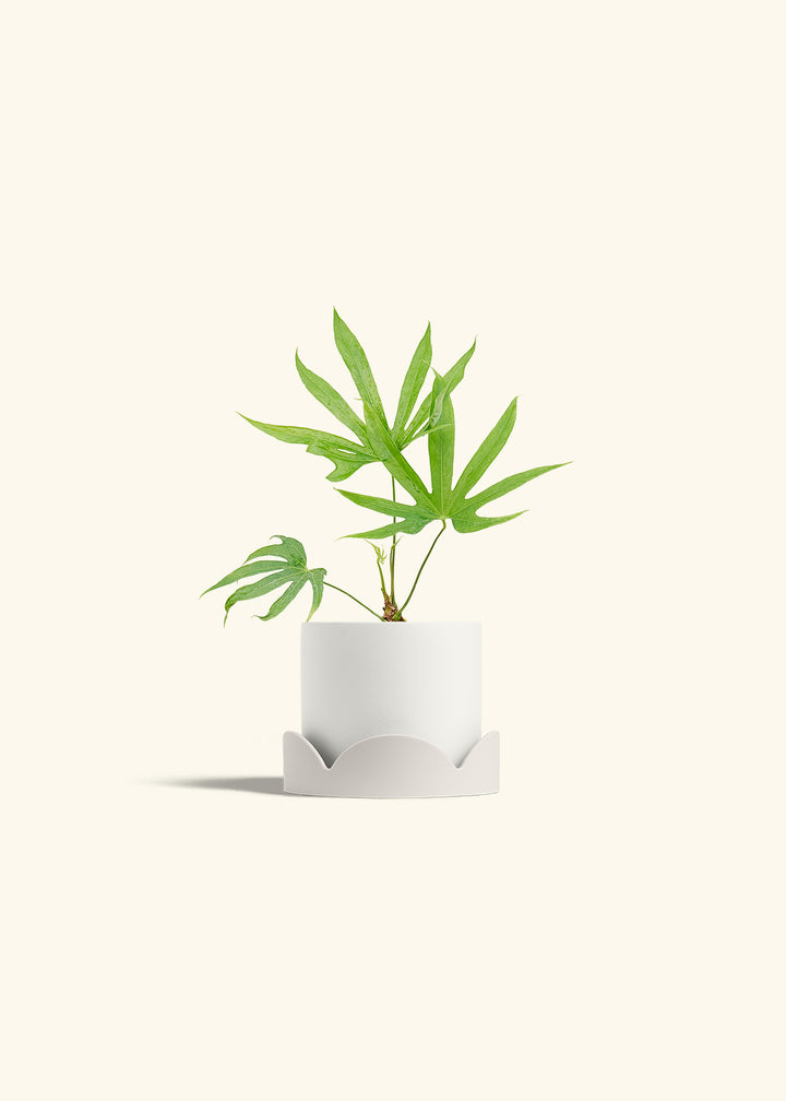 Anthurium Fingers in a 4 inches White Classic Cylinder Planter in a Oat Petal Drip Tray