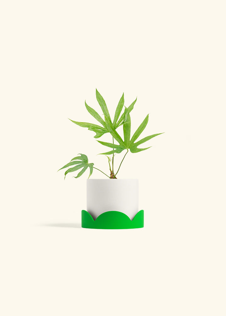 Anthurium Fingers in a 4 inches White Classic Cylinder Planter in a Shamrock Petal Drip Tray