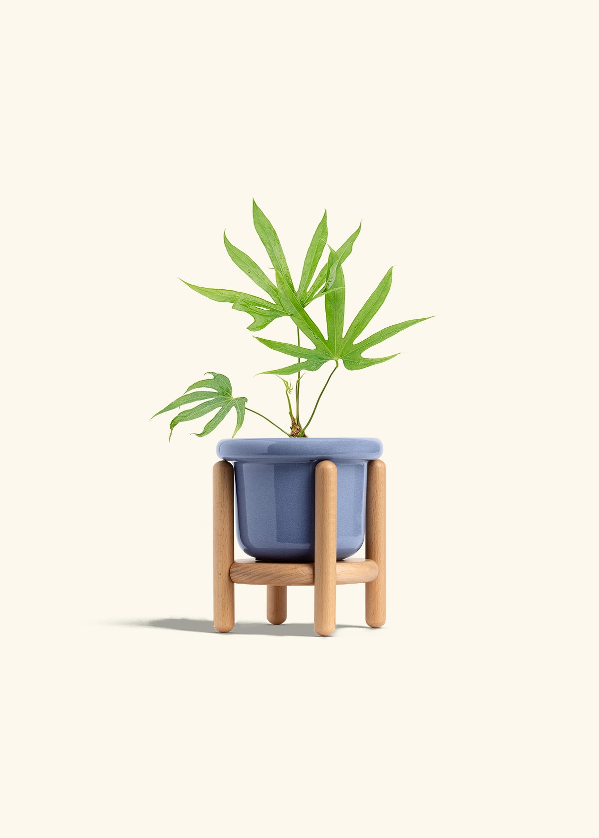 Anthurium Fingers in a 4 inches Fat Lip Blue Planter in a Beech Wood Stand