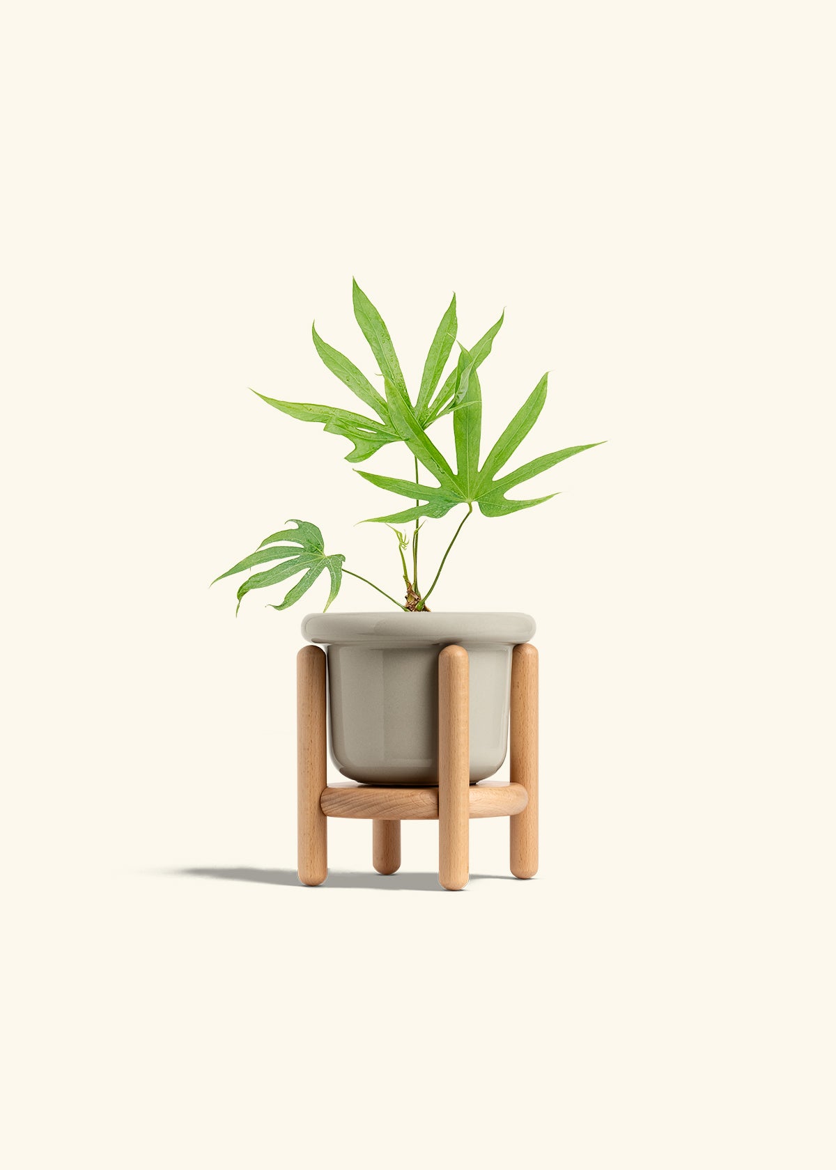 Anthurium Fingers in a 4 inches Fat Lip Oat Planter in a Beech Wood Stand