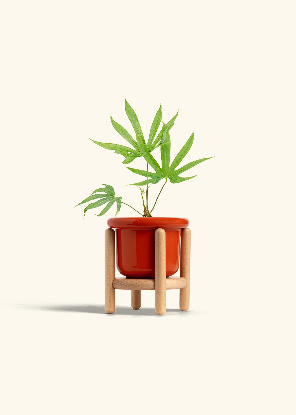 Anthurium Fingers in a 4 inches Fat Lip Red Planter in a Beech Wood Stand