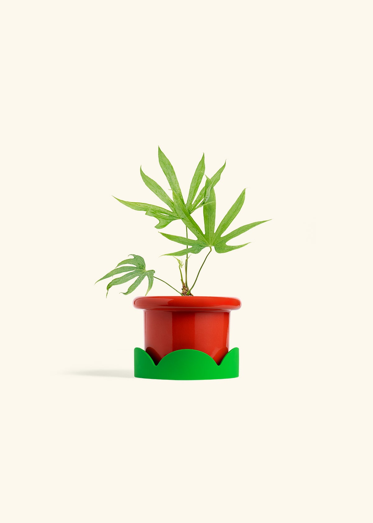 Anthurium Fingers in a 4 inches Fat Lip Red Planter in a Shamrock Petal Drip Tray