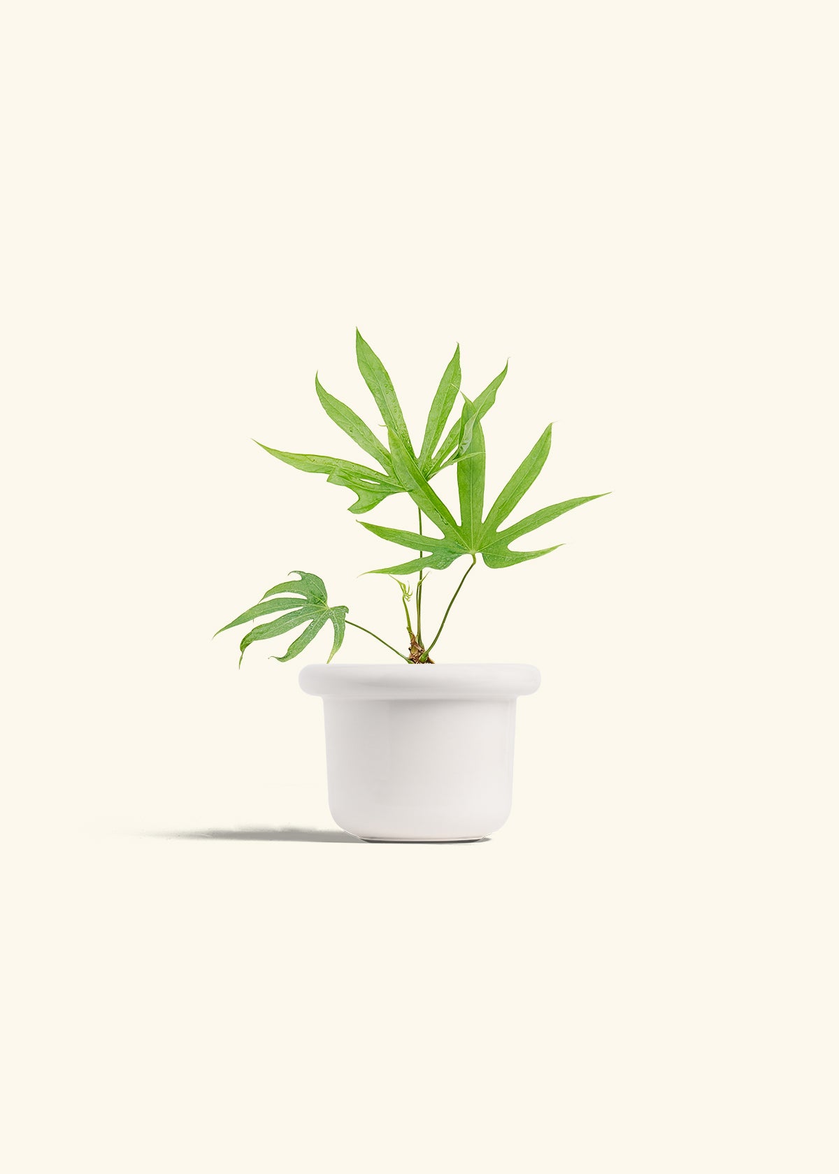 Anthurium Fingers in a 4 inches Fat Lip White Planter 