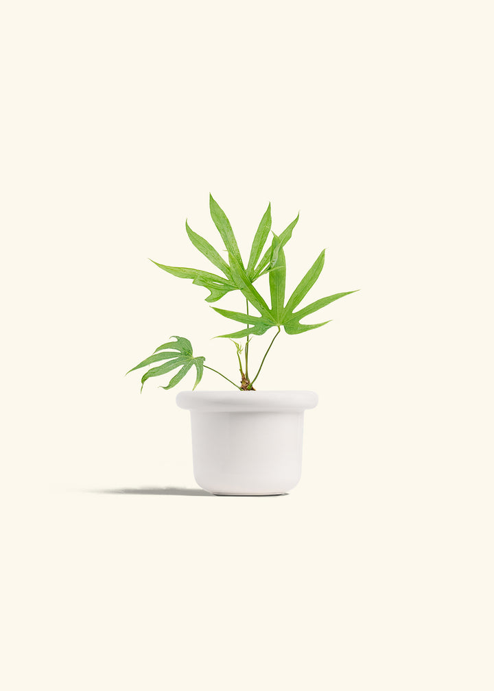 Anthurium Fingers in a 4 inches Fat Lip White Planter 