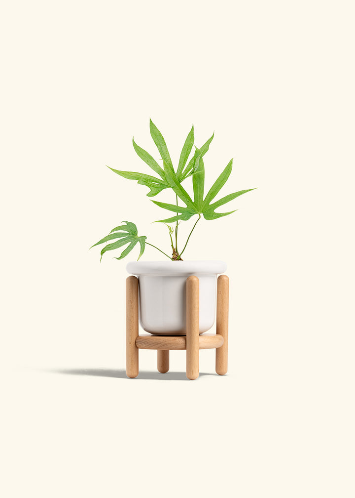Anthurium Fingers in a 4 inches Fat Lip White Planter in a Beech Wood Stand
