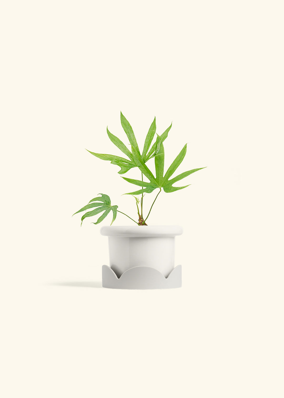 Anthurium Fingers in a 4 inches Fat Lip White Planter in a Oat Petal Drip Tray
