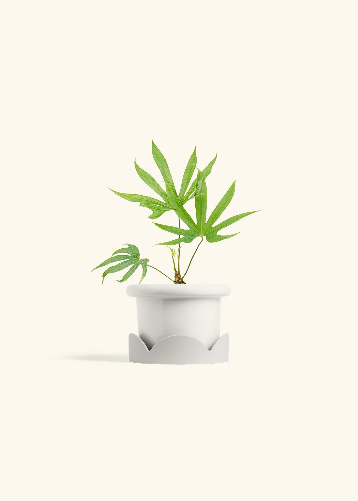 Anthurium Fingers in a 4 inches Fat Lip White Planter in a Oat Petal Drip Tray