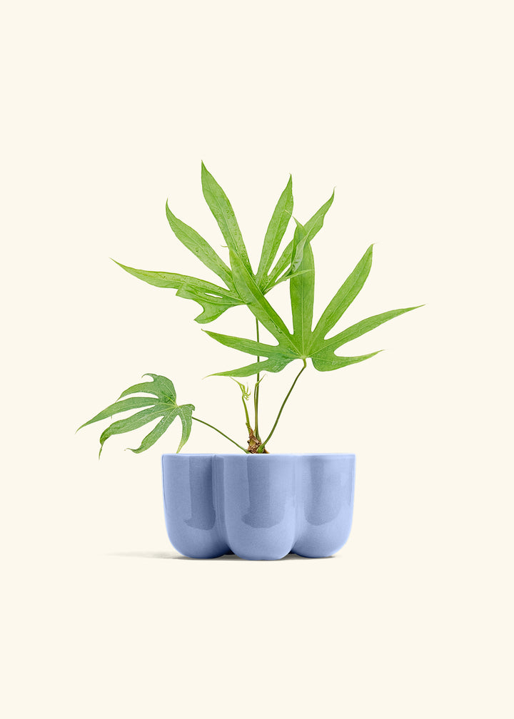 Anthurium Fingers in a 4 inches in a Blue Petal Planter