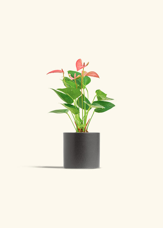 Anthurium Pink Flamingo in a 4 inches Oat Classic Cylinder Planter in a Beech Wood Stand