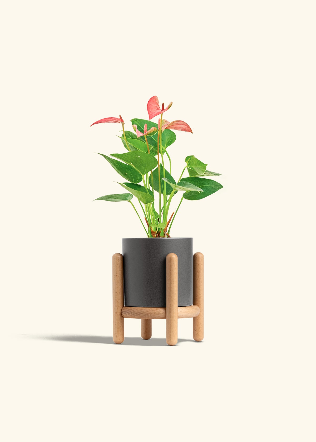 Anthurium Pink Flamingo in a 4 inches Charcoal Classic Cylinder Planter in a Beech Wood Stand