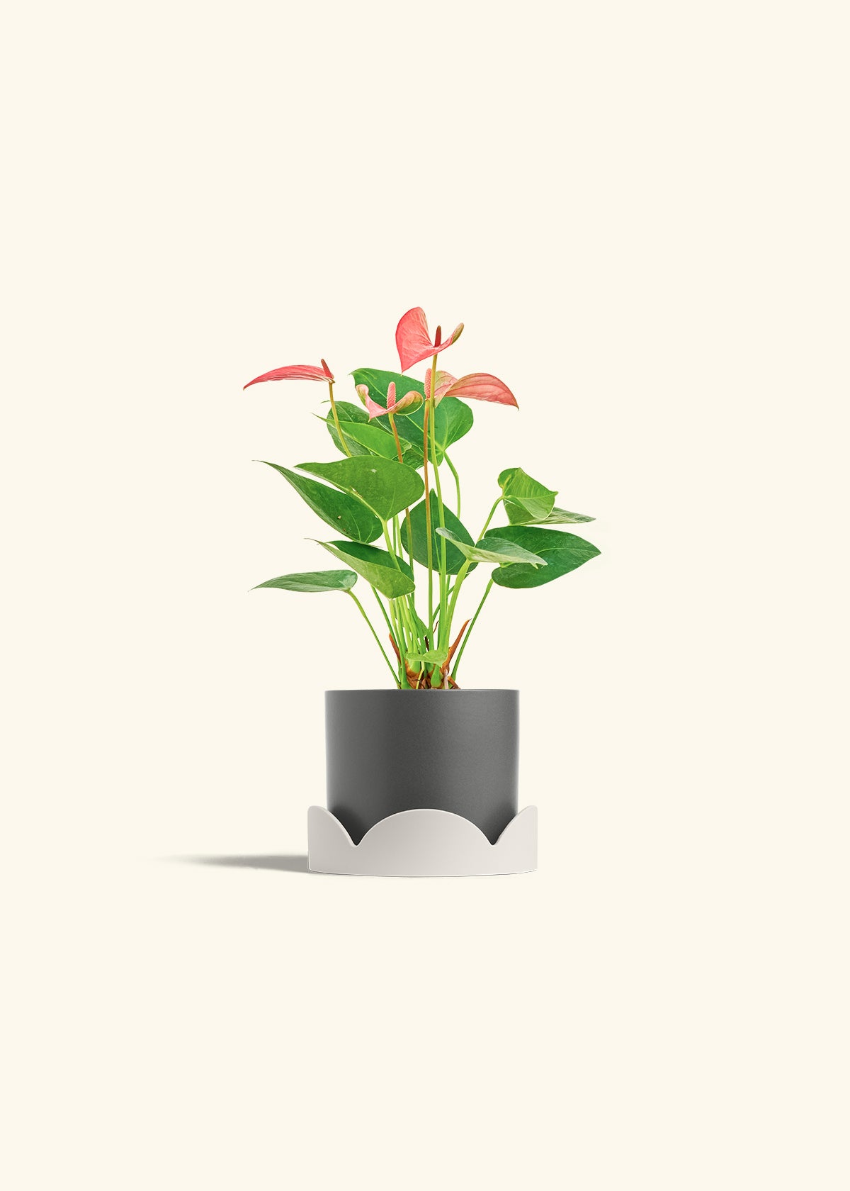 Anthurium Pink Flamingo in a 4 inches Charcoal Classic Cylinder Planter in a Oat Petal Drip Tray