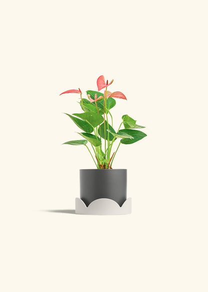 Anthurium Pink Flamingo in a 4 inches Charcoal Classic Cylinder Planter in a Oat Petal Drip Tray