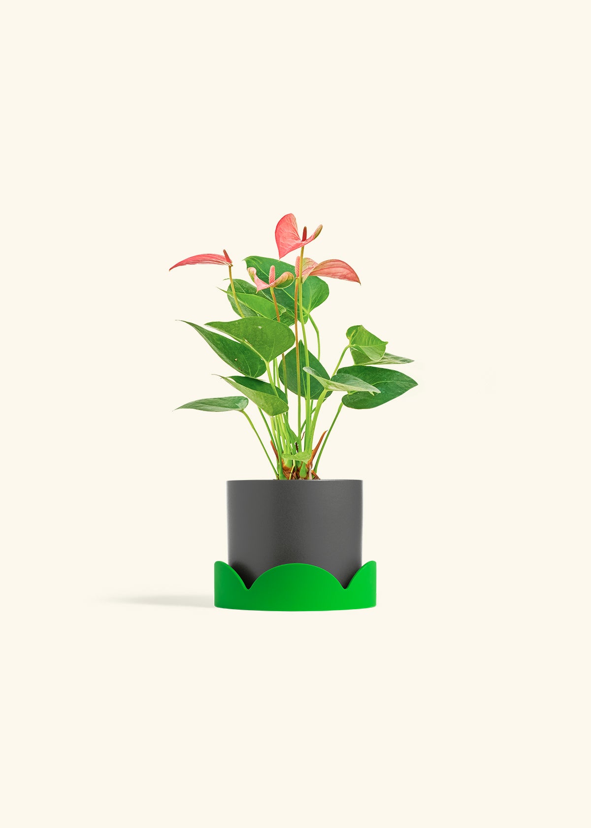 Anthurium Pink Flamingo in a 4 inches Charcoal Classic Cylinder Planter in a Shamrock Petal Drip Tray