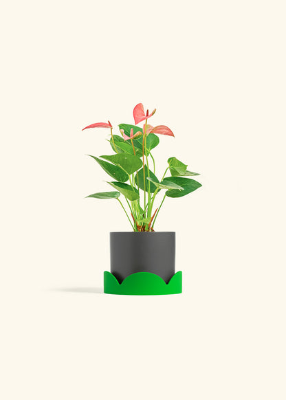 Anthurium Pink Flamingo in a 4 inches Charcoal Classic Cylinder Planter in a Shamrock Petal Drip Tray