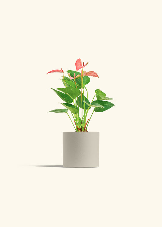 Anthurium Pink Flamingo in a 4 inches Oat Classic Cylinder Planter 
