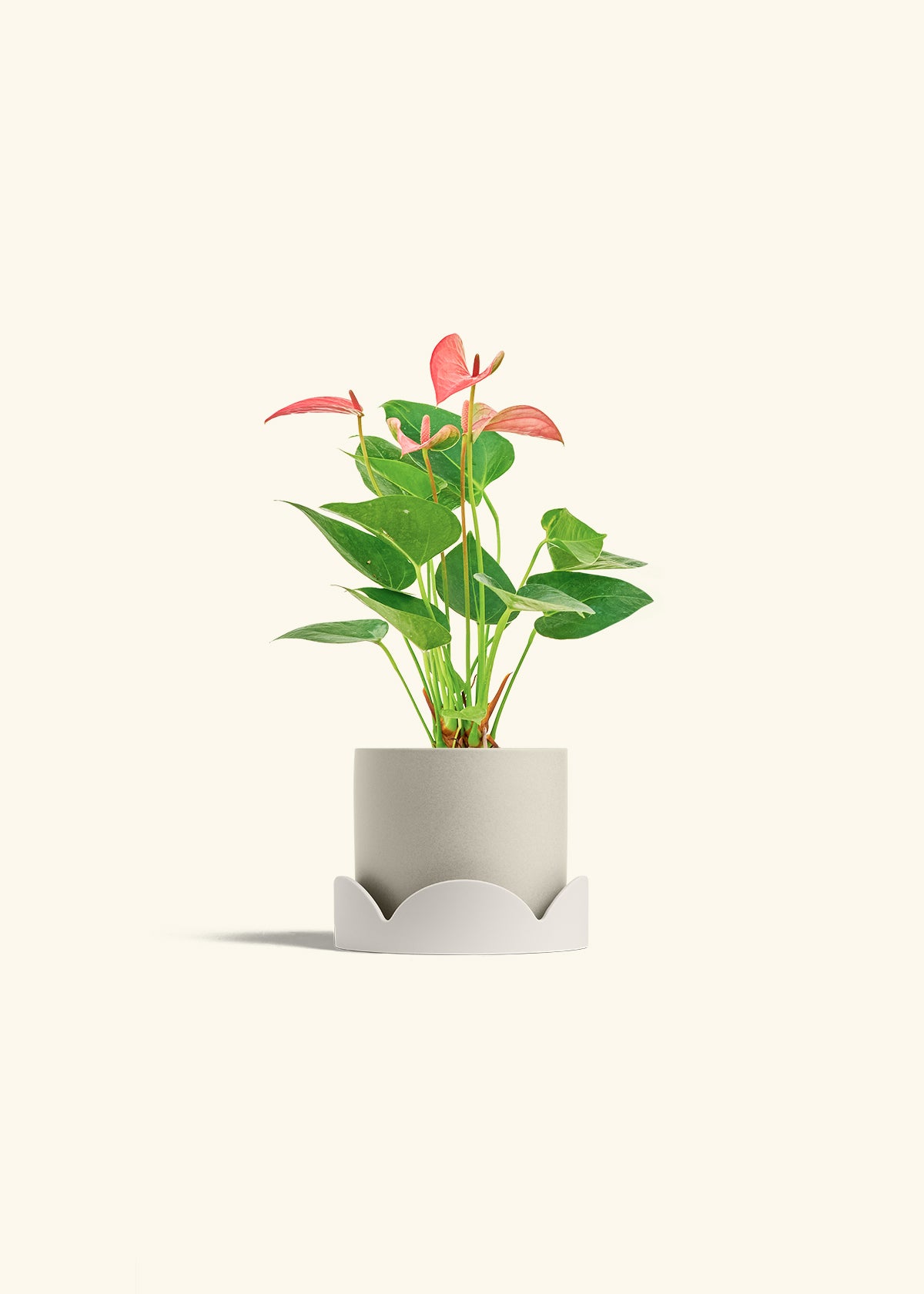 Anthurium Pink Flamingo in a 4 inches Oat Classic Cylinder Planter in a Oat Petal Drip Tray