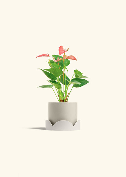 Anthurium Pink Flamingo in a 4 inches Oat Classic Cylinder Planter in a Oat Petal Drip Tray