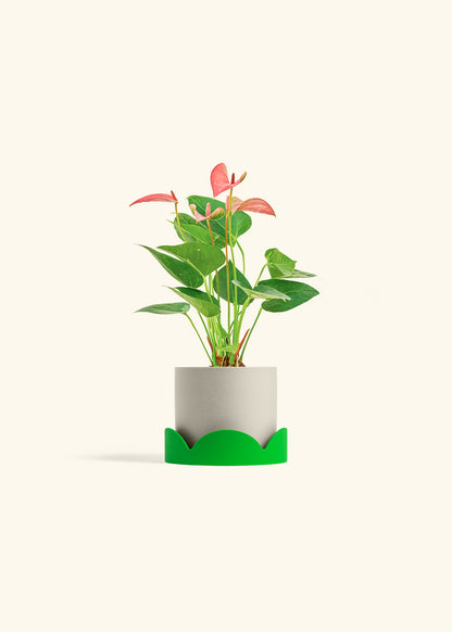 Anthurium Pink Flamingo in a 4 inches Oat Classic Cylinder Planter in a Shamrock Petal Drip Tray