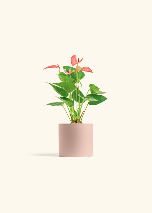 Anthurium Pink Flamingo in a 4 inches Pink Classic Cylinder Planter 