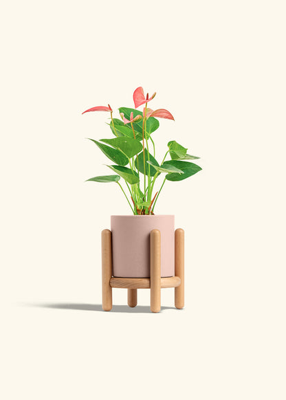 Anthurium Pink Flamingo in a 4 inches Pink Classic Cylinder Planter in a Beech Wood Stand