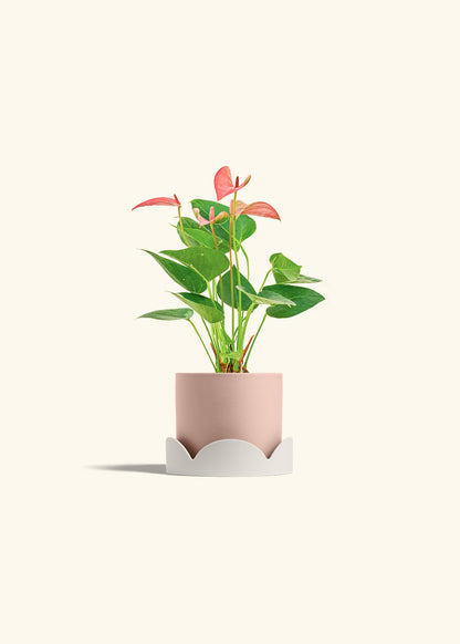 Anthurium Pink Flamingo in a 4 inches Pink Classic Cylinder Planter in a Oat Petal Drip Tray