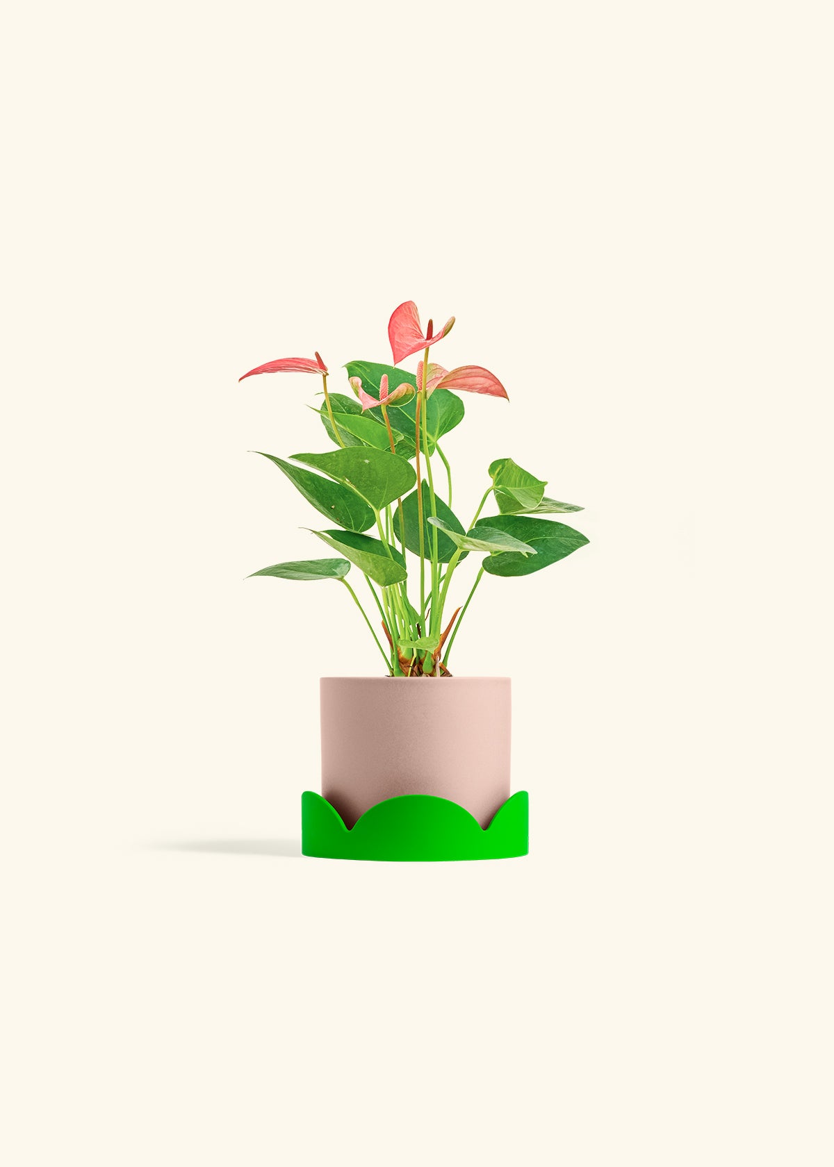 Anthurium Pink Flamingo in a 4 inches Pink Classic Cylinder Planter in a Shamrock Petal Drip Tray