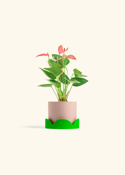 Anthurium Pink Flamingo in a 4 inches Pink Classic Cylinder Planter in a Shamrock Petal Drip Tray