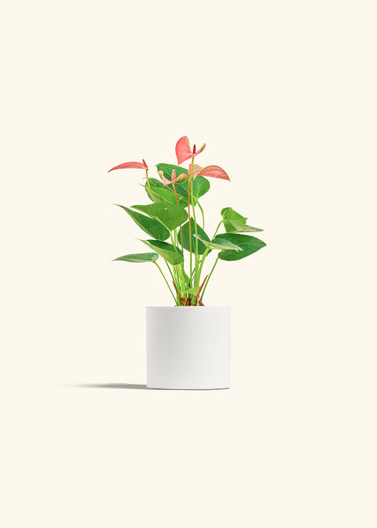 Anthurium Pink Flamingo in a 4 inches White Classic Cylinder Planter 