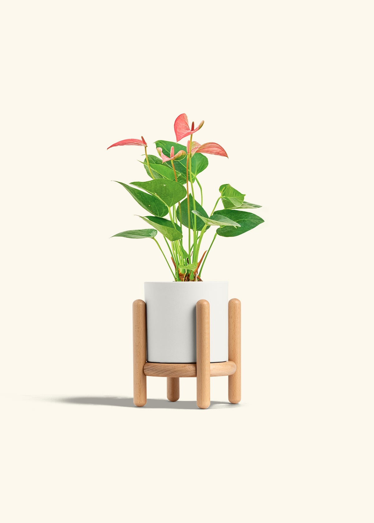 Anthurium Pink Flamingo in a 4 inches White Classic Cylinder Planter in a Beech Wood Stand