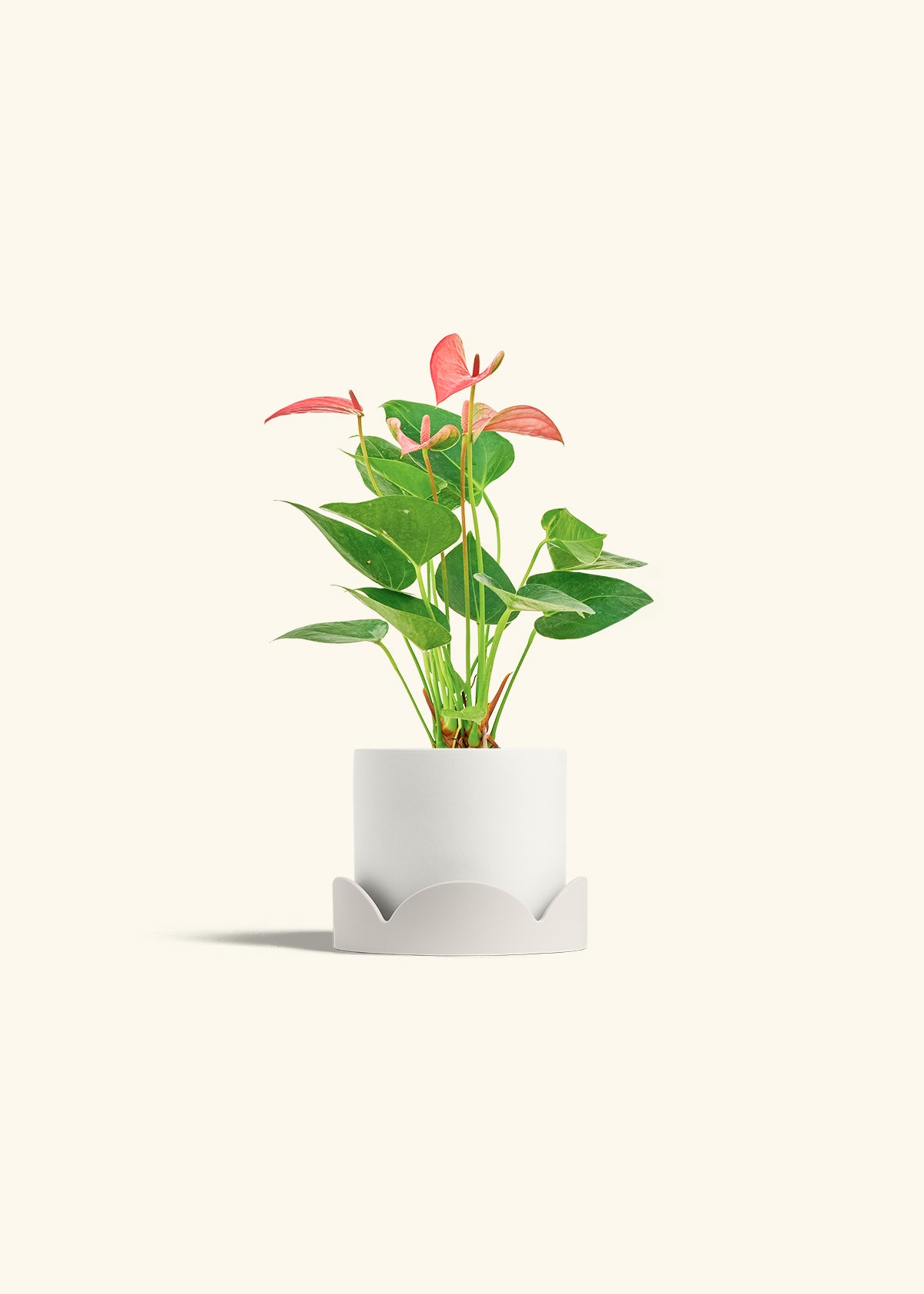 Anthurium Pink Flamingo in a 4 inches White Classic Cylinder Planter in a Oat Petal Drip Tray