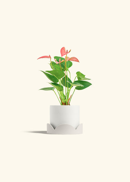 Anthurium Pink Flamingo in a 4 inches White Classic Cylinder Planter in a Oat Petal Drip Tray