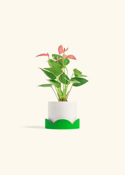 Anthurium Pink Flamingo in a 4 inches White Classic Cylinder Planter in a Shamrock Petal Drip Tray