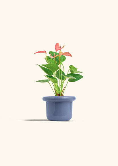 Anthurium Pink Flamingo in a 4 inches Fat Lip Blue Planter 