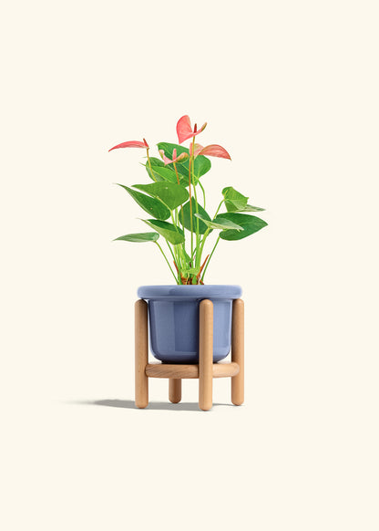 Anthurium Pink Flamingo in a 4 inches Fat Lip Blue Planter in a Beech Wood Stand