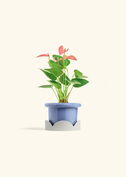 Anthurium Pink Flamingo in a 4 inches Fat Lip Blue Planter in a Oat Petal Drip Tray