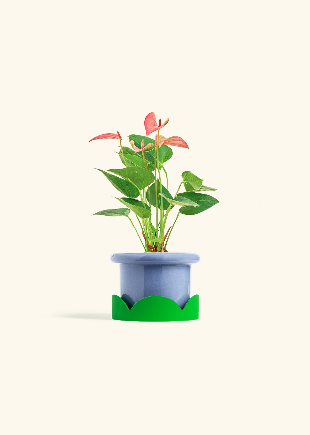 Anthurium Pink Flamingo in a 4 inches Fat Lip Blue Planter in a Shamrock Petal Drip Tray