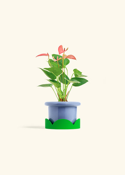 Anthurium Pink Flamingo in a 4 inches Fat Lip Blue Planter in a Shamrock Petal Drip Tray