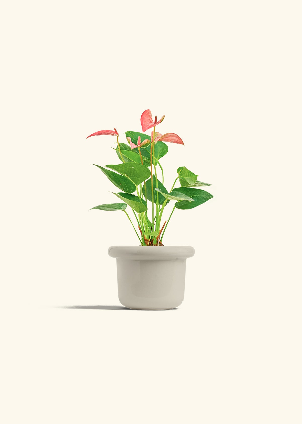 Anthurium Pink Flamingo in a 4 inches Fat Lip Oat Planter 