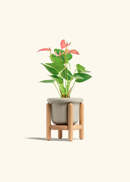 Anthurium Pink Flamingo in a 4 inches Fat Lip Oat Planter in a Beech Wood Stand