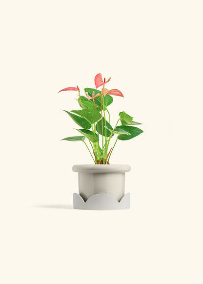 Anthurium Pink Flamingo in a 4 inches Fat Lip Oat Planter in a Oat Petal Drip Tray