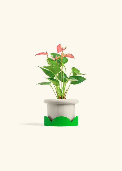 Anthurium Pink Flamingo in a 4 inches Fat Lip Oat Planter in a Shamrock Petal Drip Tray