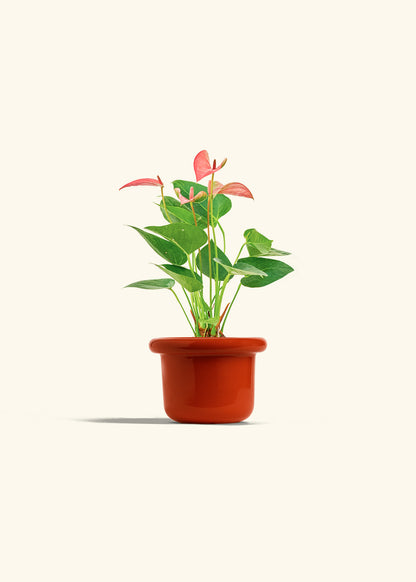Anthurium Pink Flamingo in a 4 inches Fat Lip Red Planter 