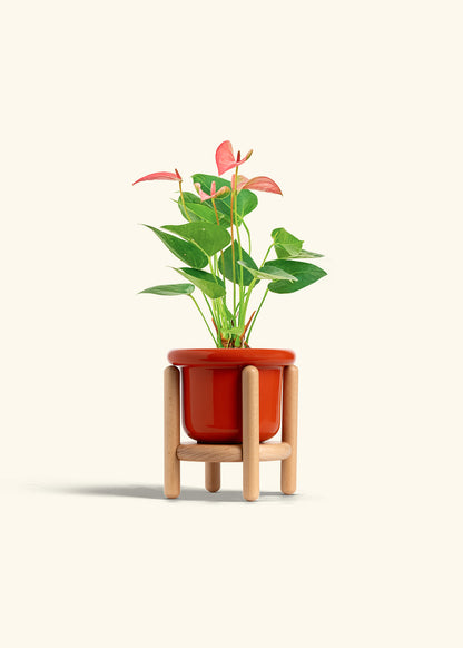 Anthurium Pink Flamingo in a 4 inches Fat Lip Red Planter in a Beech Wood Stand